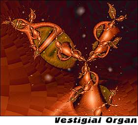Vestigial Organ